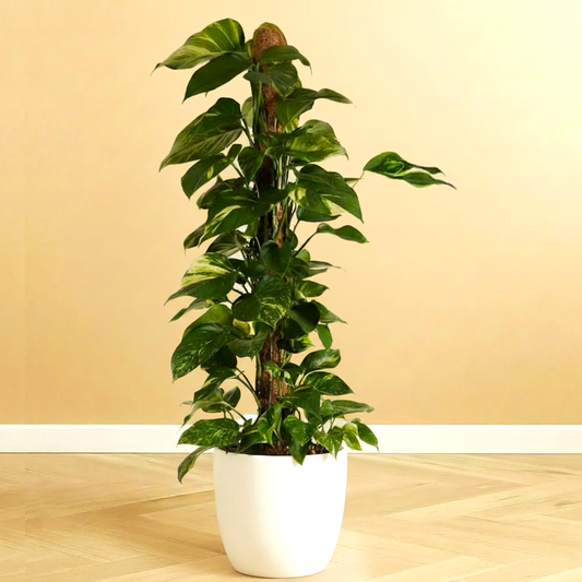 Epipremnum aureum or Money Plant كرمة المال