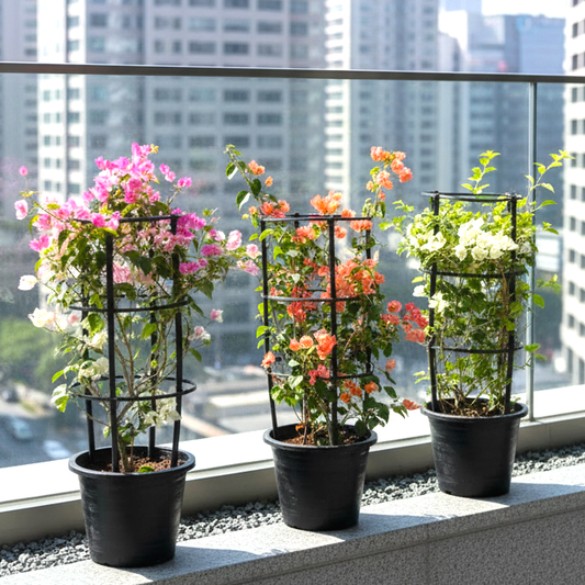 Bougainvillea Plants Bundle - White, Pink, Orange (80-100cm) in Nursery  Pot