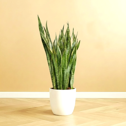 Sansevieria Trifasciata 'Laurentii' or Snake Plant