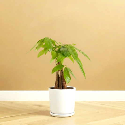 Pachira Aquatica twisted (Money Tree) – 30cm