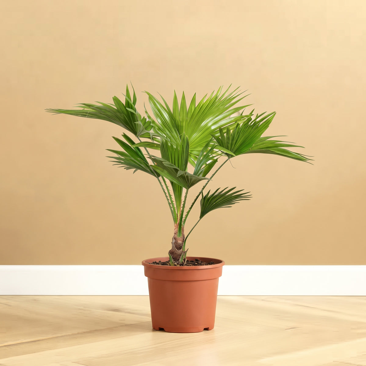 Chinese Fan Palm (Dwarf Livistona) 30-40cm: Indoor Palm Built for the UAE