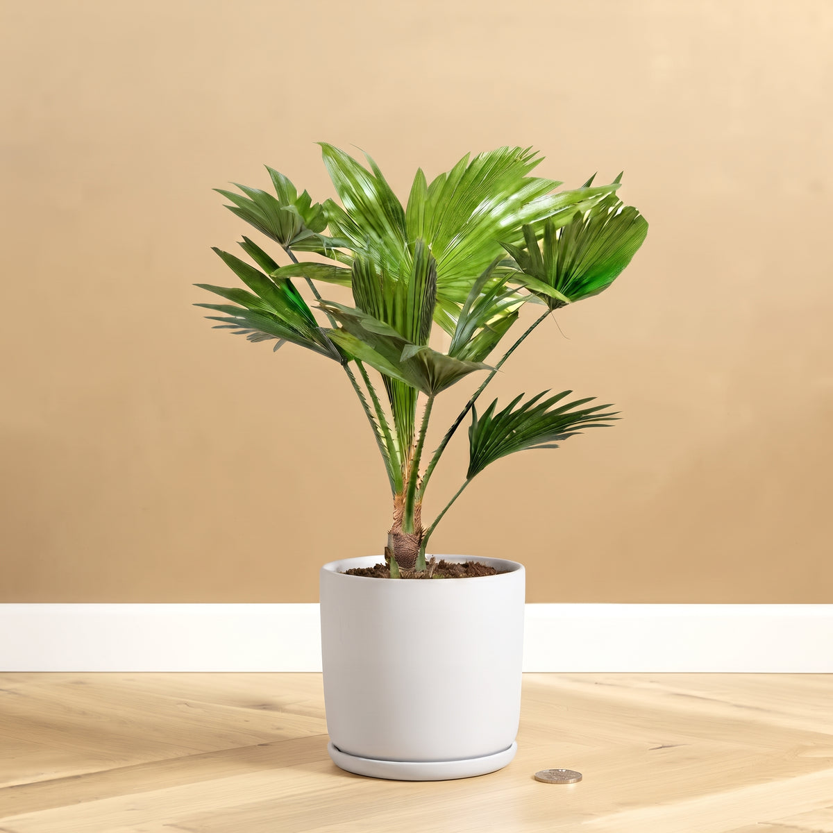 Chinese Fan Palm (Dwarf Livistona) 30-40cm: Indoor Palm Built for the UAE