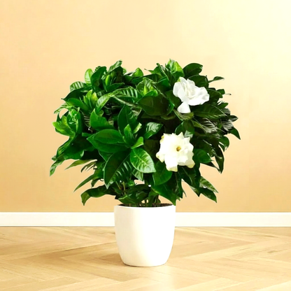 Gardenia Jasminoides or Cape Jasmine (Indoor) كيب     ياسمين