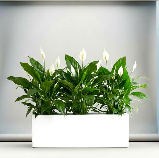 Peace Lily Trio in Fiber Glass Indoor Planter (GRP) (90x30x30cm)