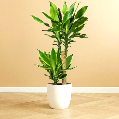 Dracaena Fragrans "Yellow Coast"