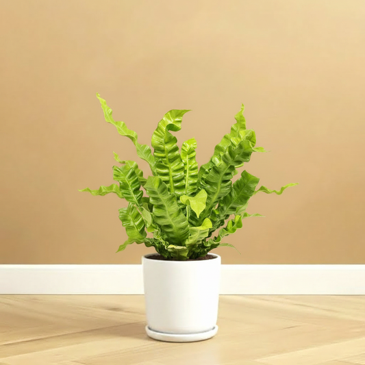 Asplenium Nidus or Bird's Nest Fern 50-60cm spread