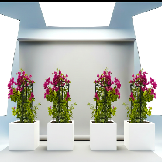 Bougainvillea 1.4-1.6m  in Grp Square White Pot 40 x 40