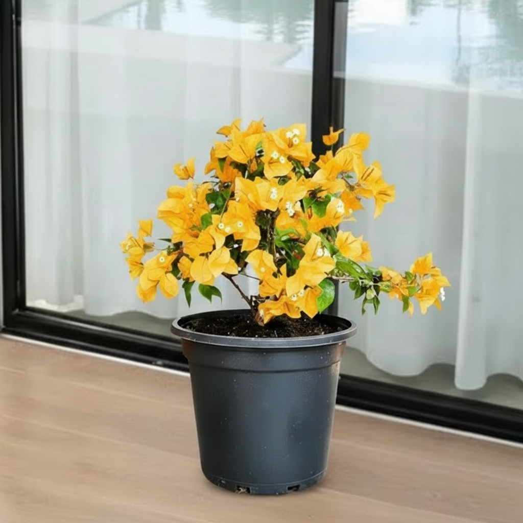 Bougainvillea 'Gold' Plant - Stake Free 20-40cm| Vibrant Yellow-Orange Blooms | Hardy Flowering Climber