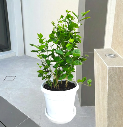Arabian Jasmine Motia "Jasminum Sambac"
