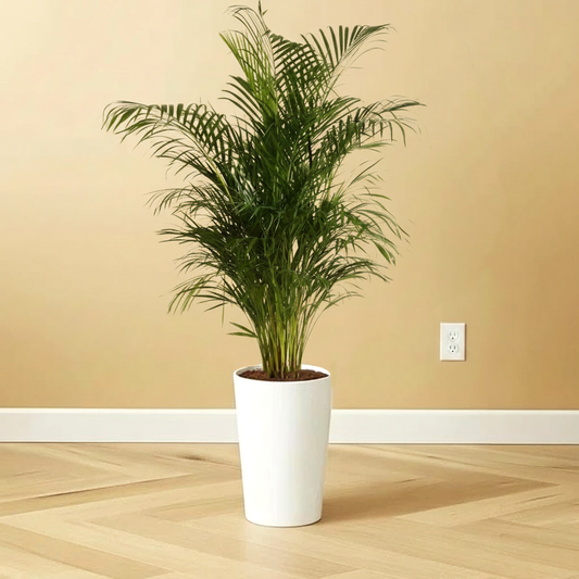 Areca Palm Holland or Chrysalidocarpus Lutescens