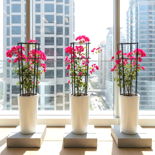 3 Bougainvillea Spectabilis Bundle 80 - 100cm in Ceramic Pot Long