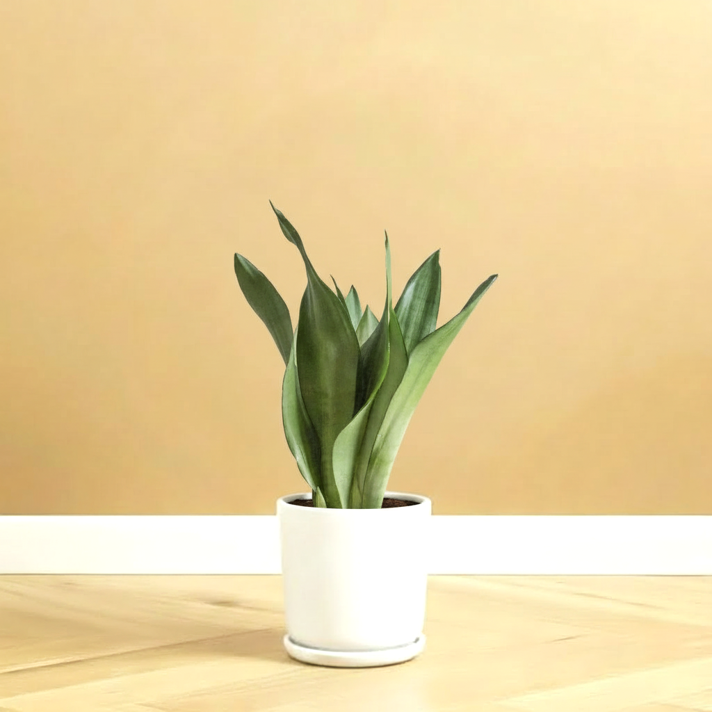 Sansevieria Trifasciata 'Moonshine' or Superba  20-30 cm