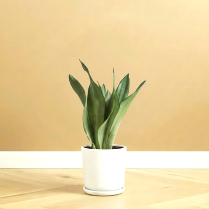 Sansevieria Trifasciata 'Moonshine' or Superba  20-30 cm