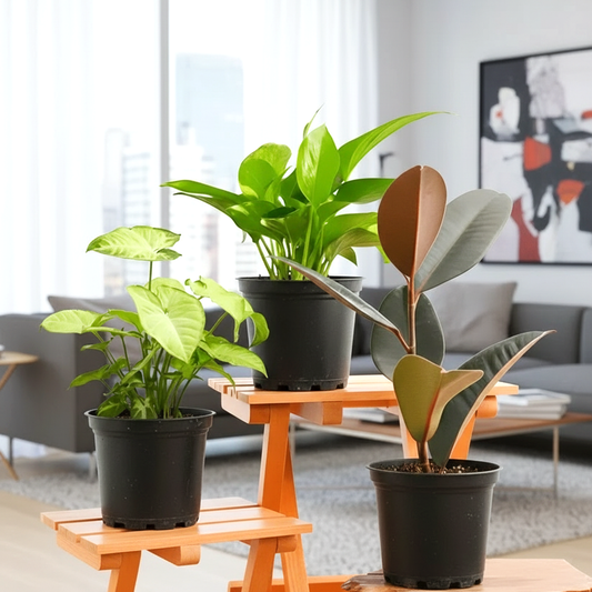 Decorative Indoor Plant Bundle: Rubber, Syngonium, Money Plant