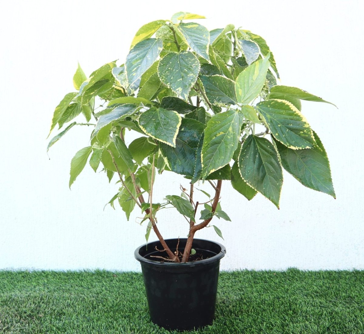 Acalypha Tahiti Acalypha Wilkesiana 0.3 - 0.5m - Greensouq -