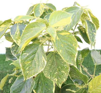 Acalypha Tahiti Acalypha Wilkesiana 0.3 - 0.5m - Greensouq -