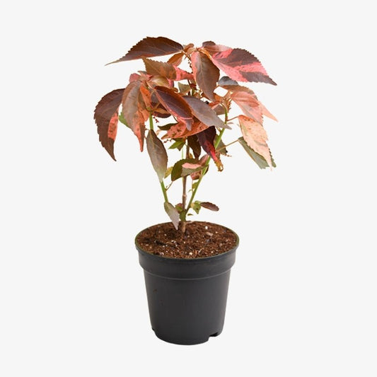 Acalypha Wilkesiana "Copper Leaf" 30 - 50cm - Greensouq - 
