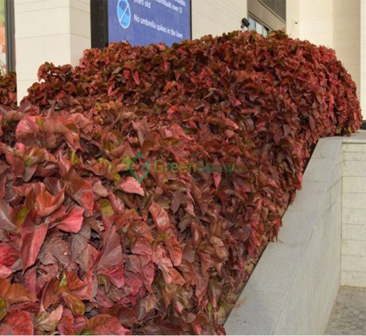 Acalypha Wilkesiana "Copper Leaf" 30 - 50cm - Greensouq - 