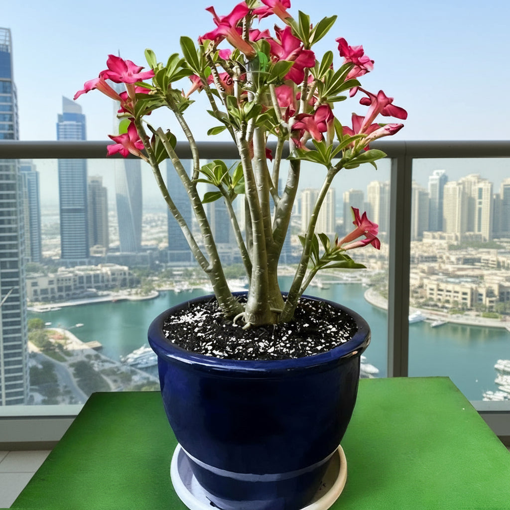 Adenium obesum Or Desert Rose in Rolled Rim Pot (58x43) وردة الصحراء XL - Greensouq - 