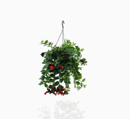 Aeschynanthus or Mona Lisa - Greensouq - 