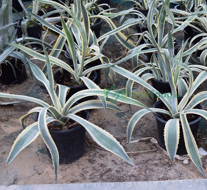 Agave Americana Marginata "Variegated Century Plant" 40 - 50cm - Greensouq - 
