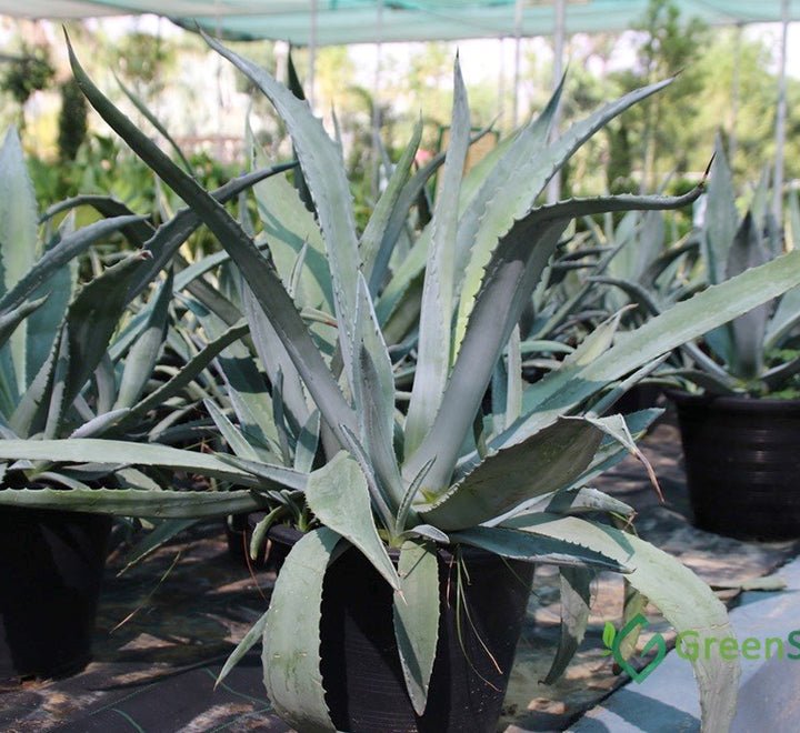 Agave Americana or Century Plant - Greensouq - 