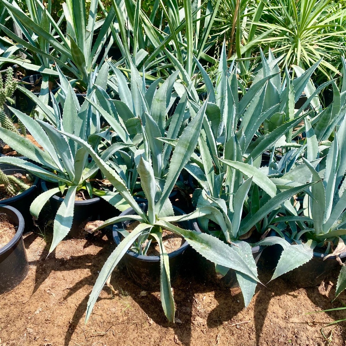 Agave Americana or Century Plant - Greensouq - 