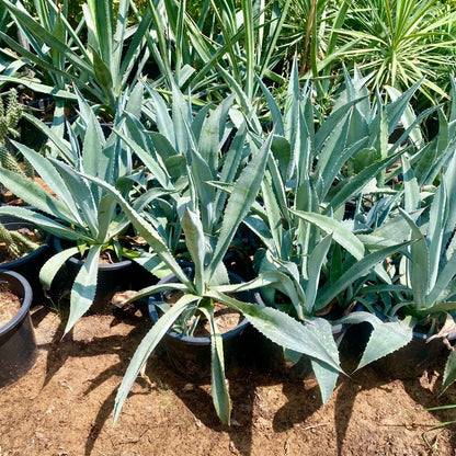 Agave Americana or Century Plant - Greensouq - 
