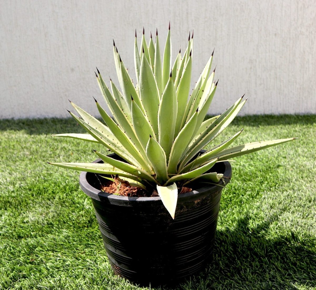 Agave Angustifolia | Caribbean Agave 30 - 60cm spread - Greensouq - 