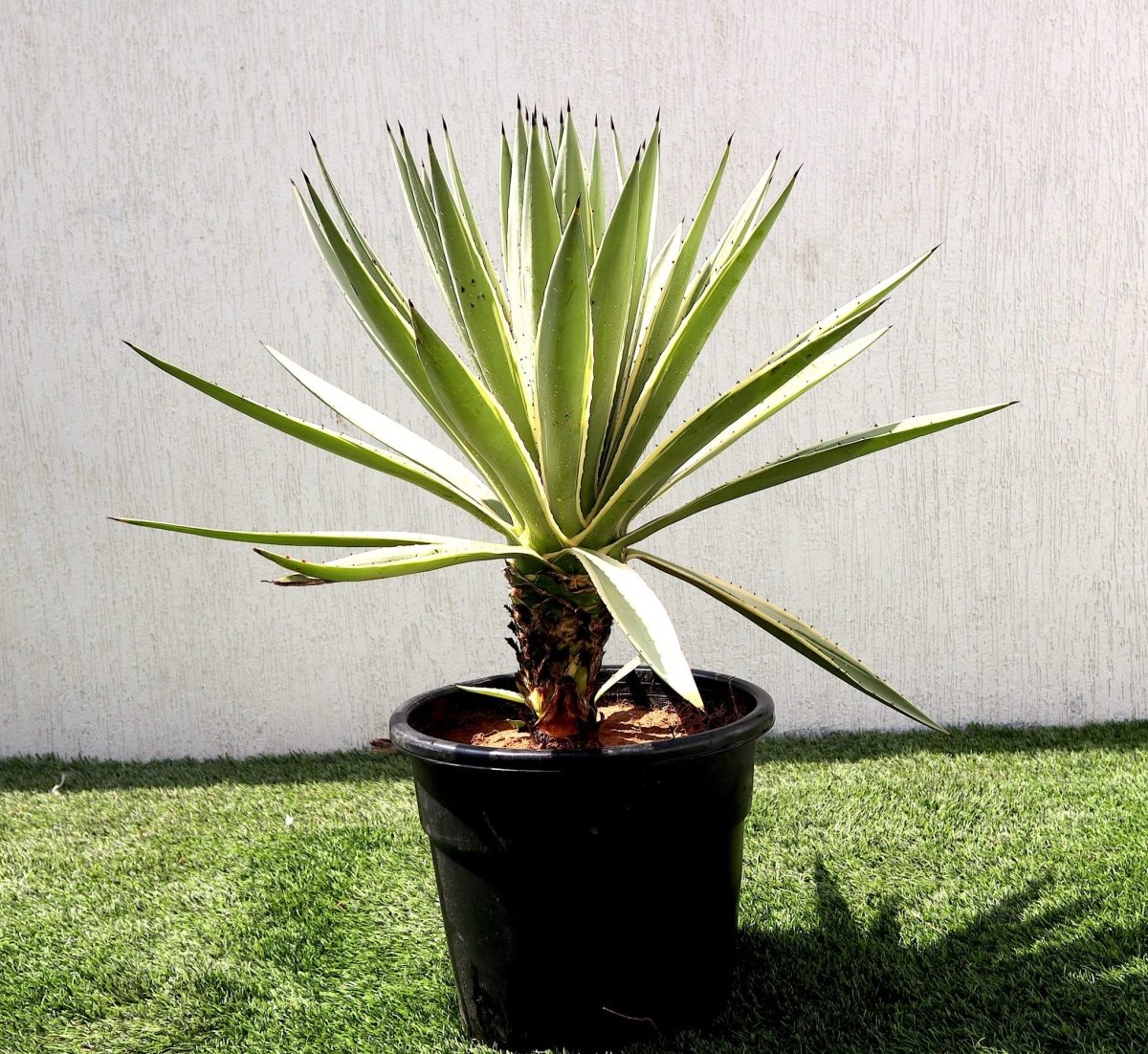 Agave Angustifolia | Caribbean Agave 30 - 60cm spread - Greensouq - 
