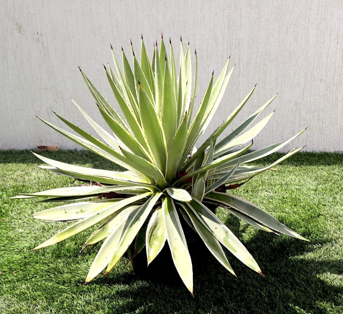 Agave Angustifolia | Caribbean Agave 30 - 60cm spread - Greensouq - 