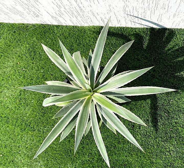 Agave angustifolia or Caribbean agave 30 - 50cm spread - Greensouq - 