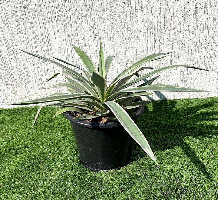 Agave angustifolia or Caribbean agave 30 - 50cm spread - Greensouq - 