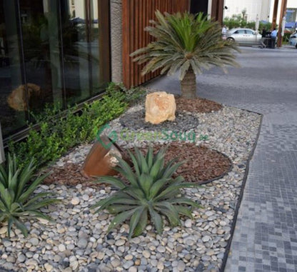 Agave Attenuata or Spineless century plant - Greensouq - 