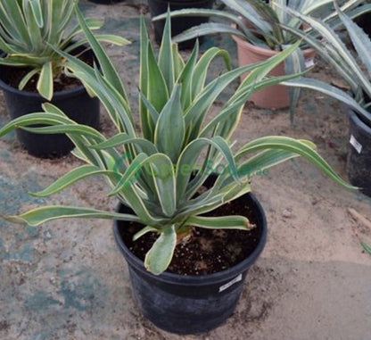 Agave Attenuata or Spineless century plant - Greensouq - 
