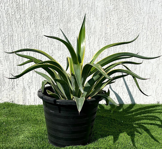 Agave Attenuata Variegata or Variegated Spineless Century Plant 40 - 60cm - Greensouq - 