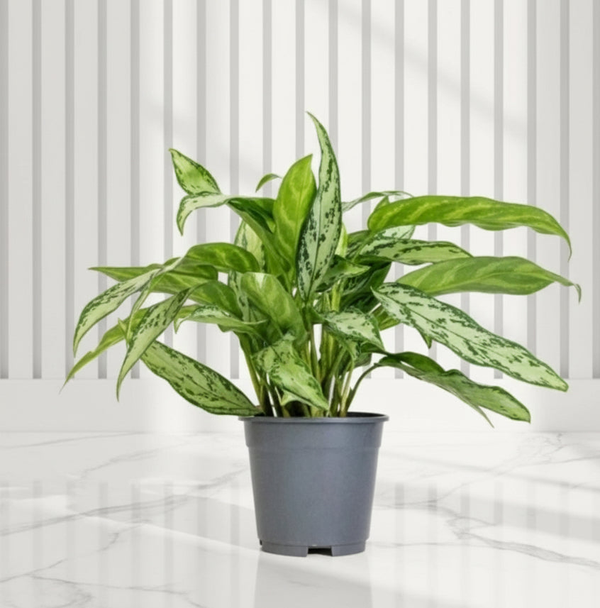 Aglaonema "Silver Queen" Chinese Evergreen Plant - Greensouq - 