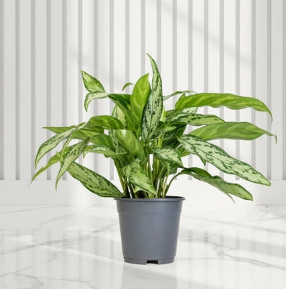 Aglaonema "Silver Queen" Chinese Evergreen Plant - Greensouq - 