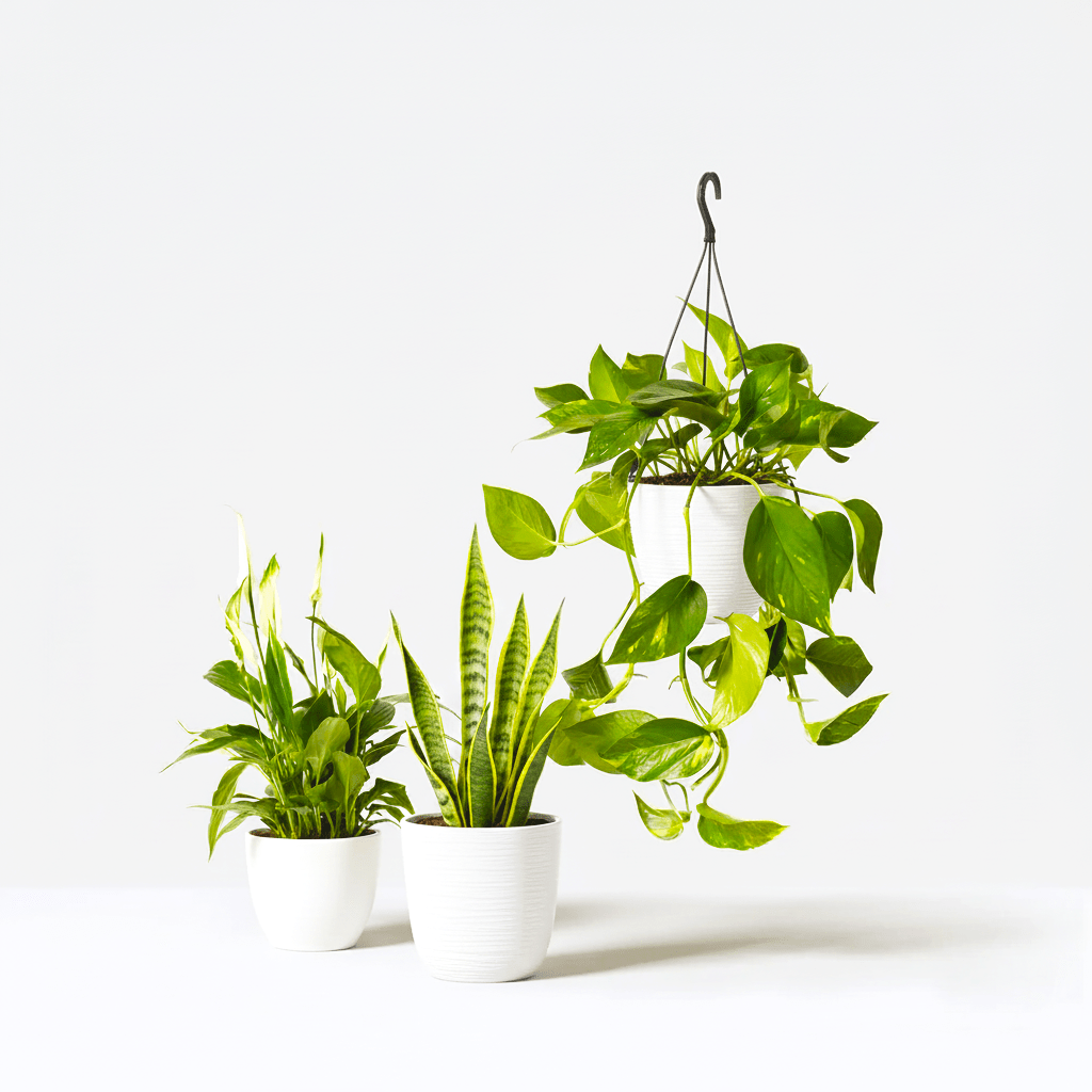 Air - Purifying Indoor Plant Trio| Beginner's starter Kit (Peace Lily 30 - 40cm, Snake Plant 25 - 35cm & Variegated Money Plant 10 - 20cm) - Greensouq - 