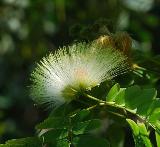 Albizia Lebbeck "Lebbek tree or Frywood" - Greensouq - 