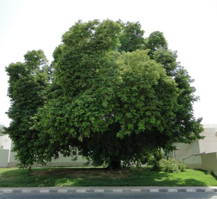 Albizia Lebbeck "Lebbek tree or Frywood" - Greensouq - 