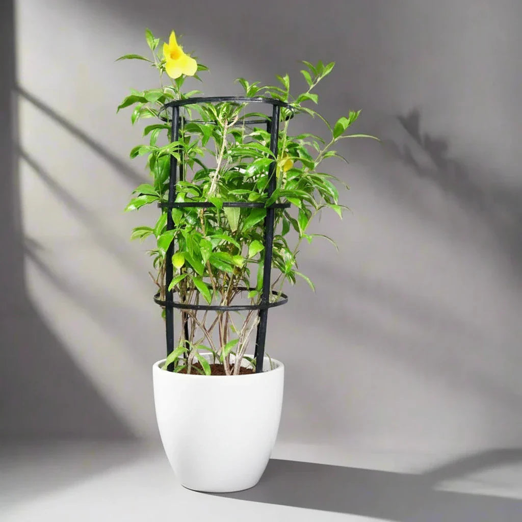 Allamanda Cathartica or Golden Trumpet 70 - 90cm - Greensouq - 
