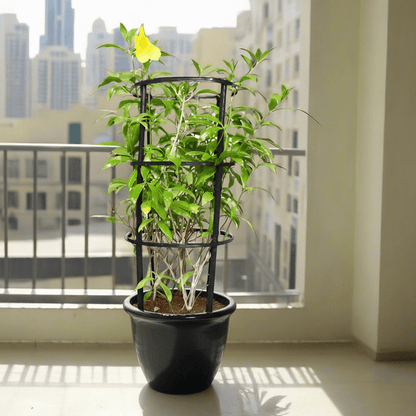 Allamanda Cathartica or Golden Trumpet 70 - 90cm - Greensouq - 