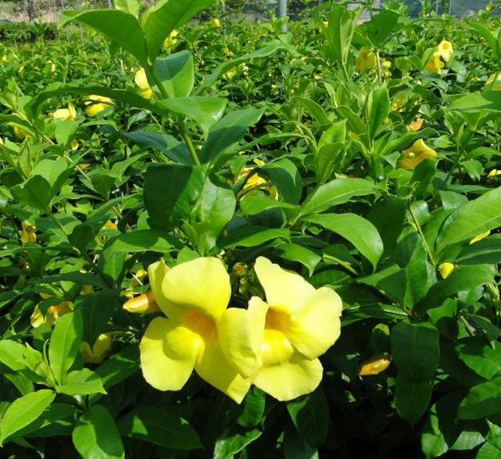 Allamanda Cathartica or Golden Trumpet 70 - 90cm - Greensouq - 