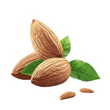 Almond Tree (Almendro) 1.2 - 1.5m - Greensouq - 