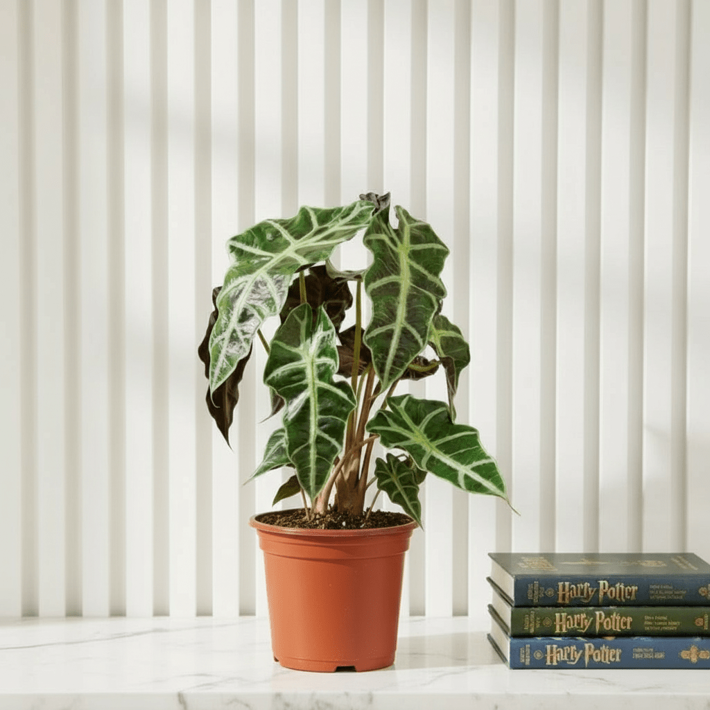 Alocasia Polly - Greensouq -