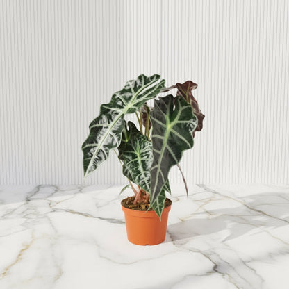 Alocasia Polly - Greensouq -
