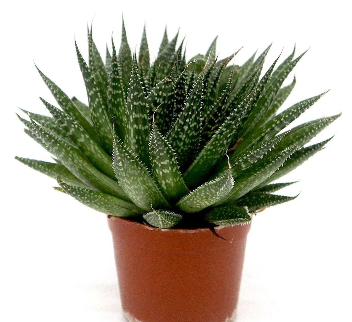 Aloe aristata | Aristaloe Aristata | Lace Aloe Succulent or Torch Plant 10 - 15cm - Greensouq - 