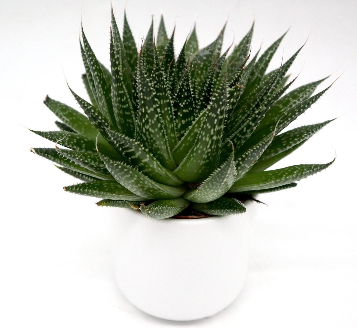 Aloe aristata | Aristaloe Aristata | Lace Aloe Succulent or Torch Plant 10 - 15cm - Greensouq - 