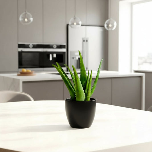 Aloe vera "Indoor" or Medicina Aloe 25 - 30cm الألوة فيرا - Greensouq - 